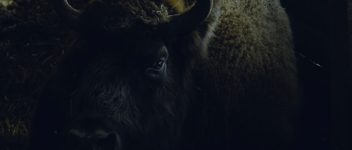 Deelnemers Bison